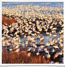 Snow Geese - Flock